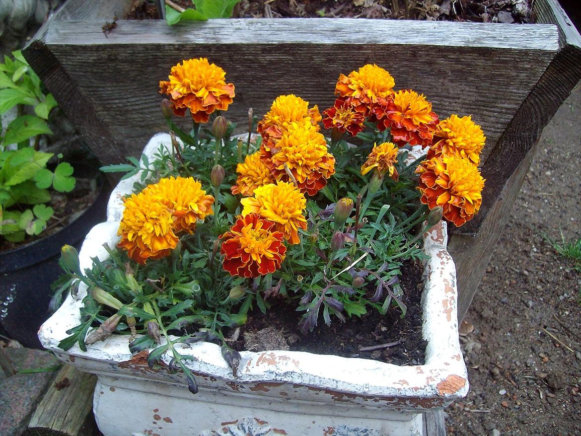 Vintergækker og Anemoner  - Tagetes  billede 92