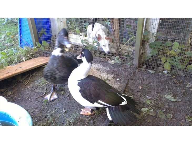 {{currentPhoto.altText}} billede {{currentPhoto.number}}