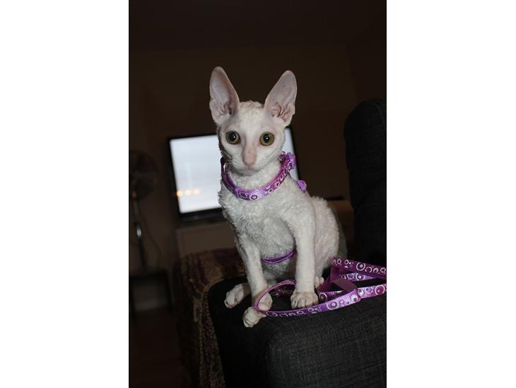 {{currentPhoto.altText}} billede {{currentPhoto.number}}