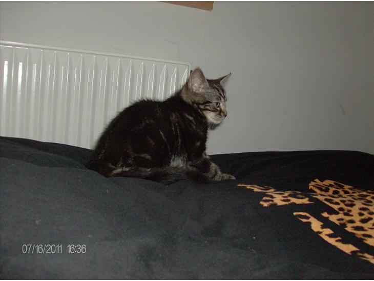 {{currentPhoto.altText}} billede {{currentPhoto.number}}