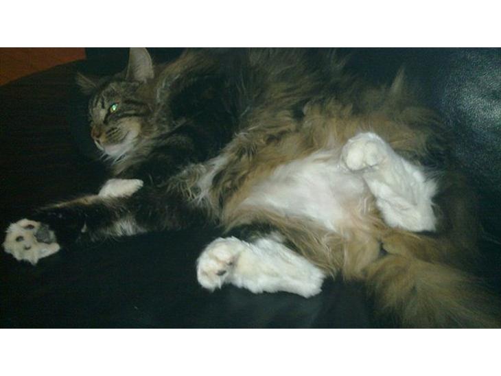 {{currentPhoto.altText}} billede {{currentPhoto.number}}