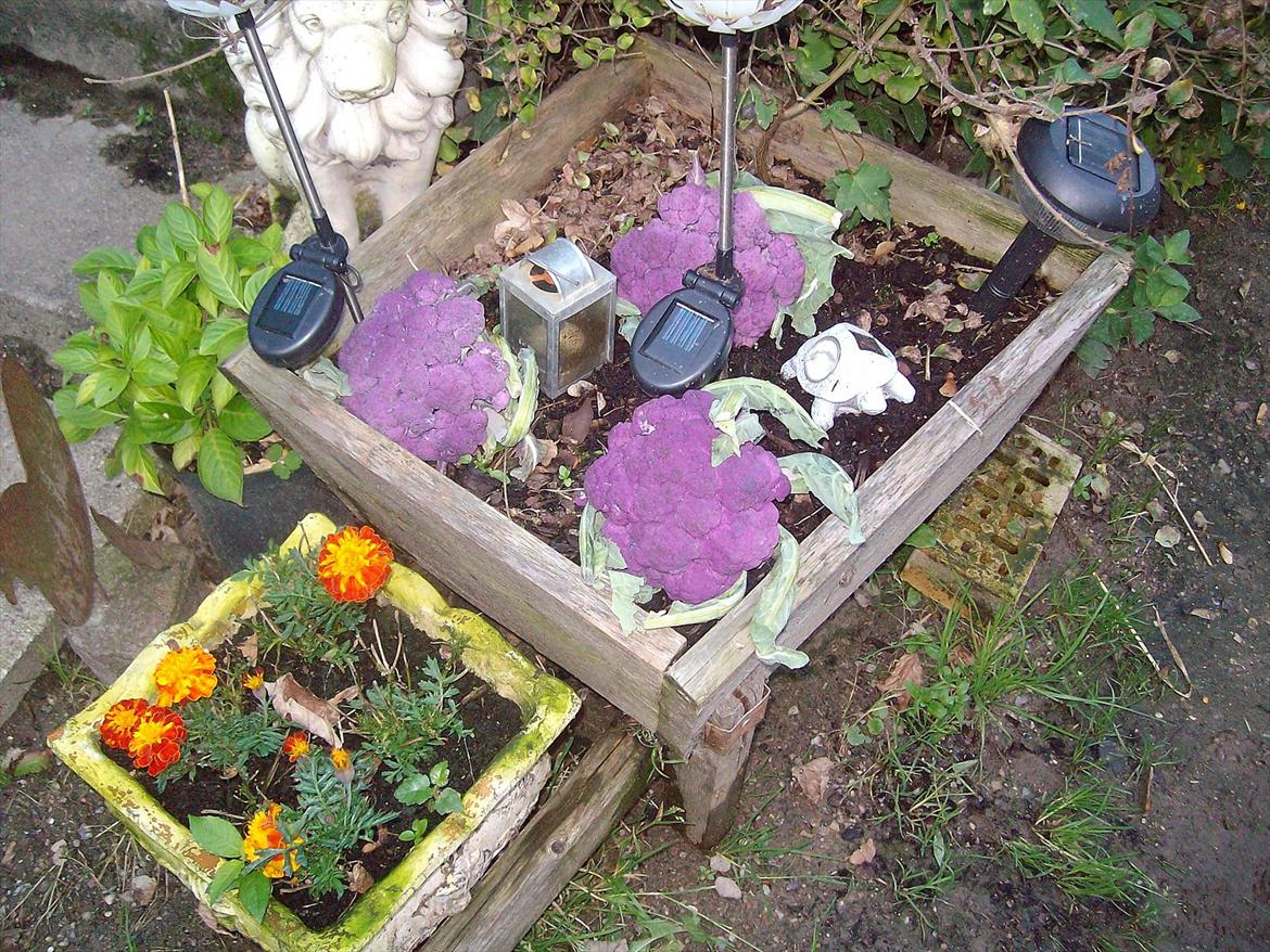 Vintergækker og Anemoner  - Lilla blomkål  billede 93