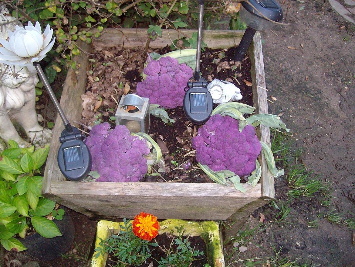 Vintergækker og Anemoner  - de er smukke , jeg kendte ikke til Lilla blomkål før for 3 dage siden da jeg fik disse 3 her  billede 94