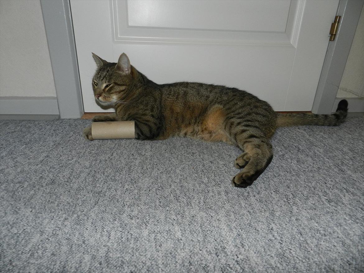Sjove billeder af Fritz (: billede 31