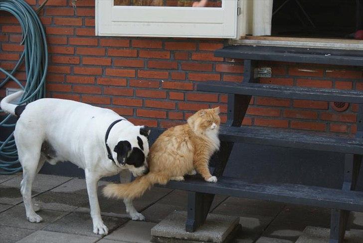 Hund og kat imellem.... - Diverse - Fotos fra Maiken K.P med en ægte filosof i :)