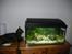 mine akvarier - uhmmm.....pausefisk!!