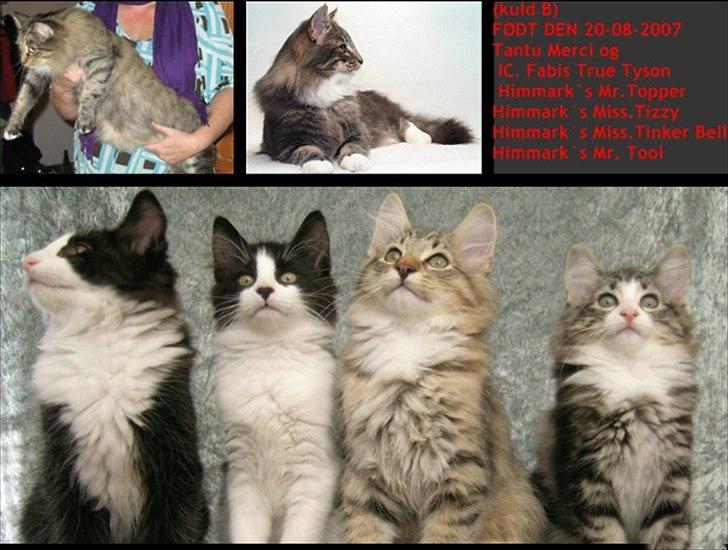 sjove billder jeg  lavet af vors killing   billede 42