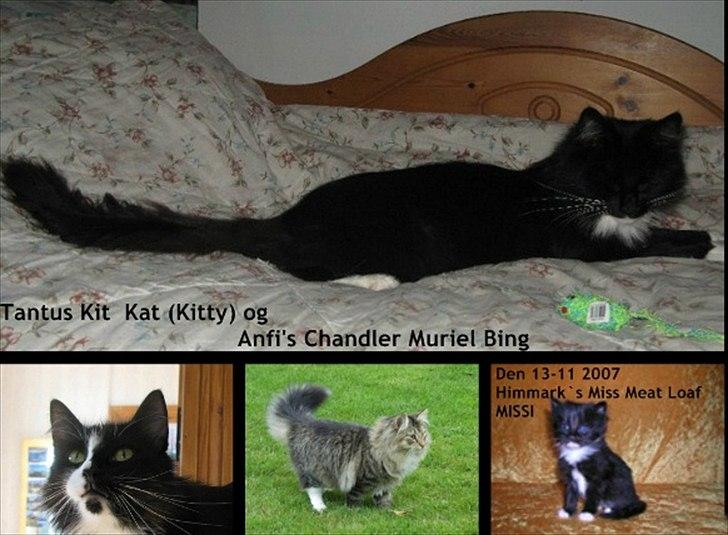 sjove billder jeg  lavet af vors killing   billede 41