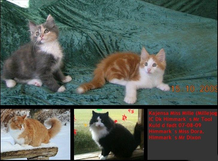 sjove billder jeg  lavet af vors killing   billede 40