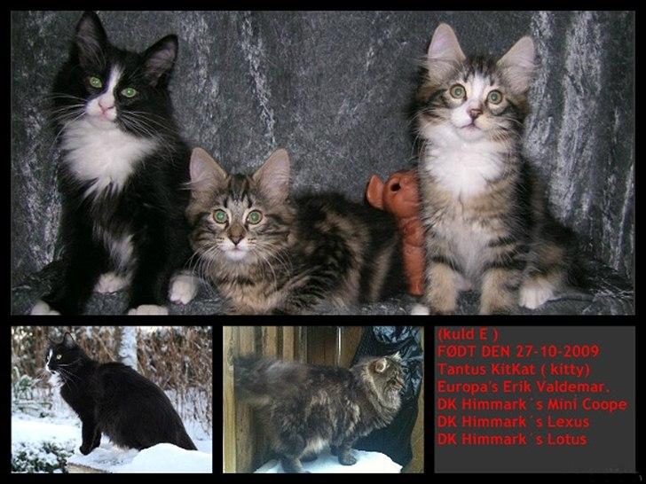 sjove billder jeg  lavet af vors killing   billede 39