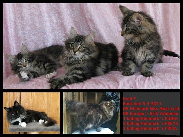 sjove billder jeg  lavet af vors killing   billede 38