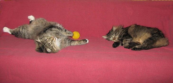 sjove billder jeg  lavet af vors killing   billede 36