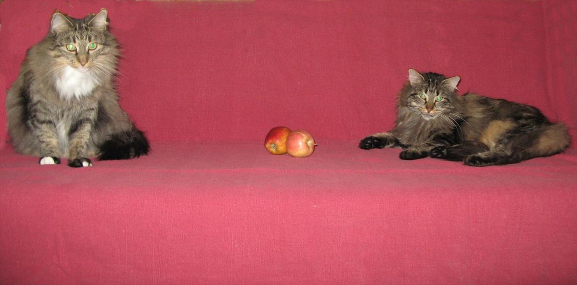 sjove billder jeg  lavet af vors killing   billede 35