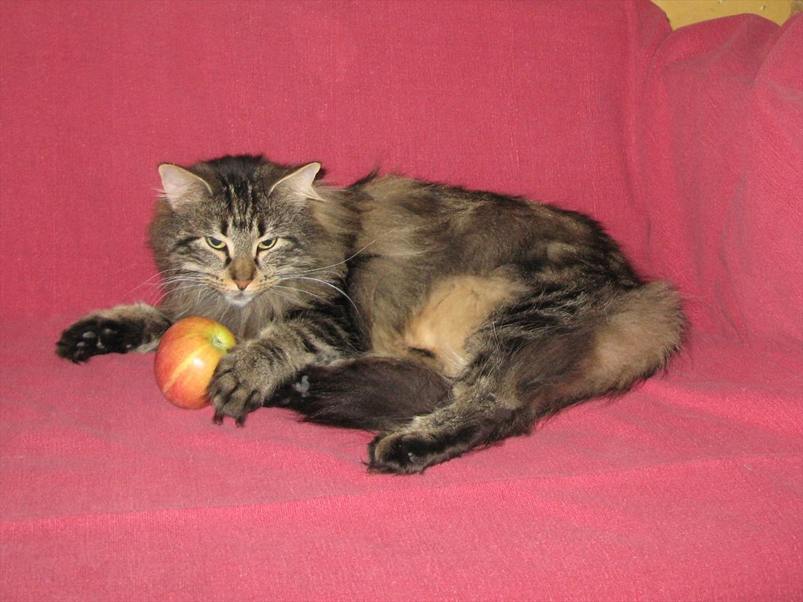 sjove billder jeg  lavet af vors killing   billede 34