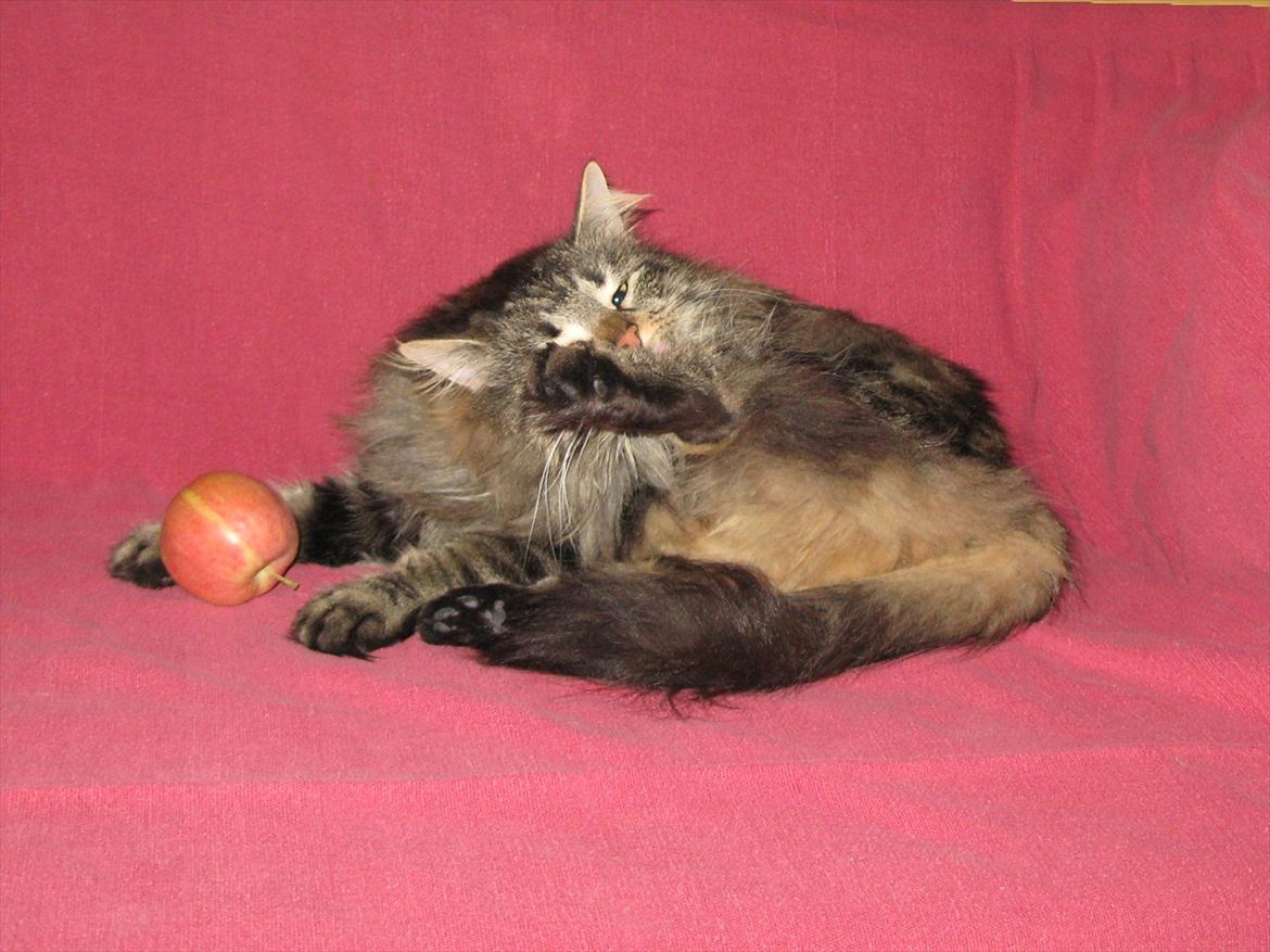 sjove billder jeg  lavet af vors killing   billede 33