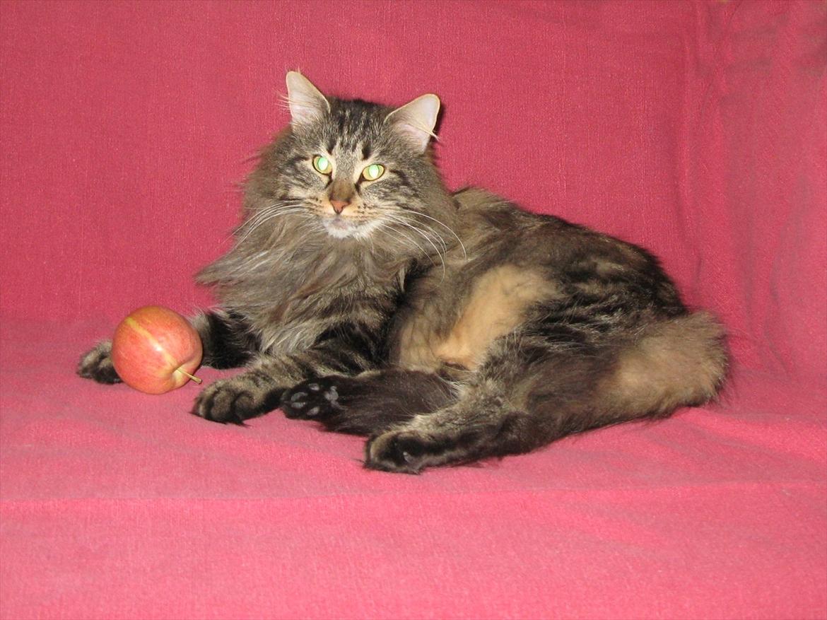 sjove billder jeg  lavet af vors killing   billede 31