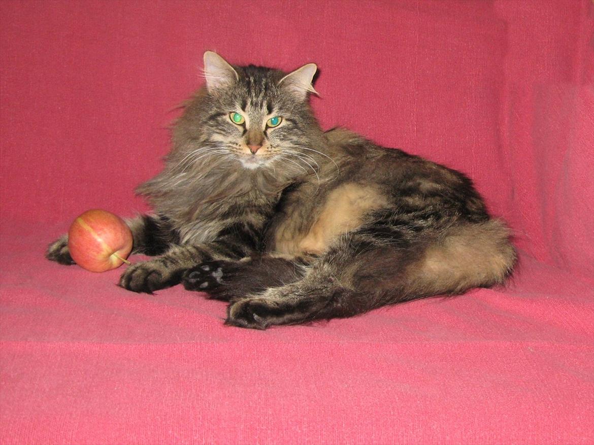 sjove billder jeg  lavet af vors killing   billede 30