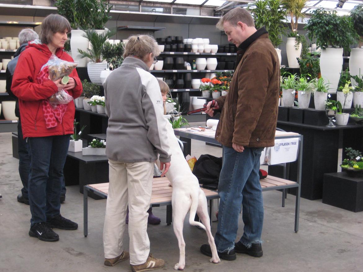 Dyrenes dag i Plantorama i Egå d. 12 feb 2012 billede 64