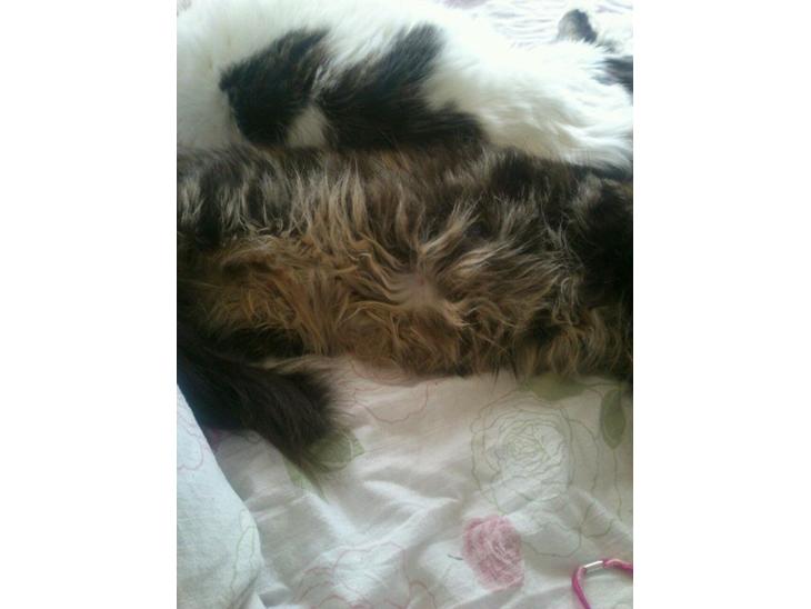 {{currentPhoto.altText}} billede {{currentPhoto.number}}