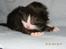 DK Nobel-dream´s A Jump ~F-Kuldet~ - Felicia 6 dage gammel (Obs/standby)