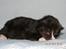 DK Nobel-dream´s A Jump ~F-Kuldet~ - Fabian d.6-4-2012 ~9 dage gammel~