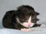 DK Nobel-dream´s A Jump ~F-Kuldet~ - Felicia d. 6-4-2012 ~9 dage gammel~