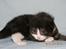 DK Nobel-dream´s A Jump ~F-Kuldet~ - Felicia ~9 dage gammel~