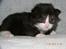 DK Nobel-dream´s A Jump ~F-Kuldet~ - Felicia 14 dage d. 11-4-2012