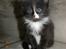 DK Nobel-dream´s A Jump ~F-Kuldet~ - Fabian 5 uger :o)