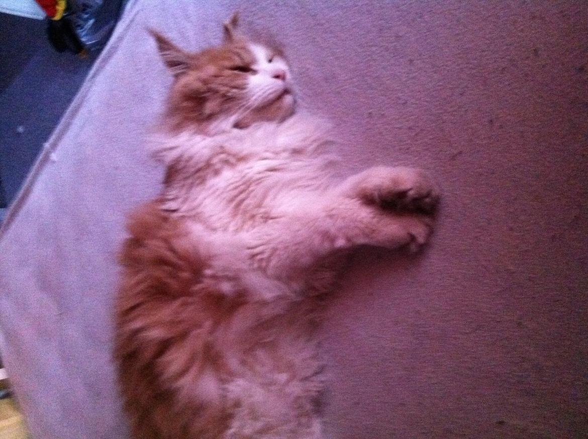 Vores søde katte.  - Laban, 2 år gammel - super flyde dyr! billede 1