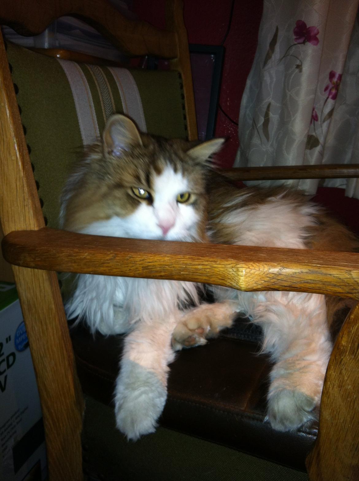 Vores søde katte.  - Felix - hygge dyret, over alle! billede 2