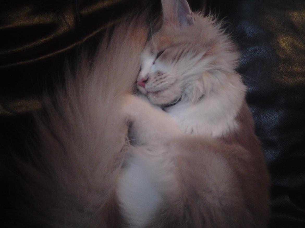 Vores søde katte.  - Laban, som pludselig minder om et helt andet dyr! :D billede 3