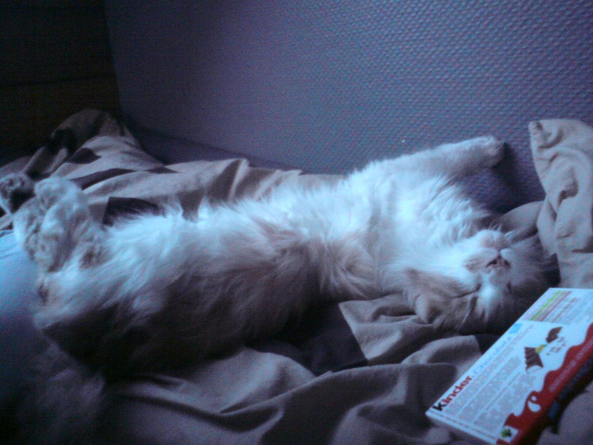 Vores søde katte.  - GODNAT!  billede 4