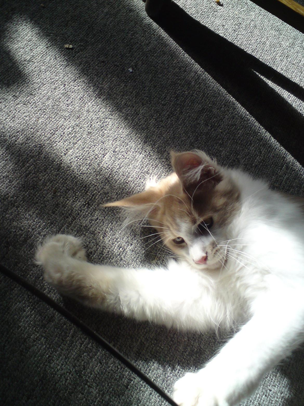 Vores søde katte.  - Laban som killing!  billede 6