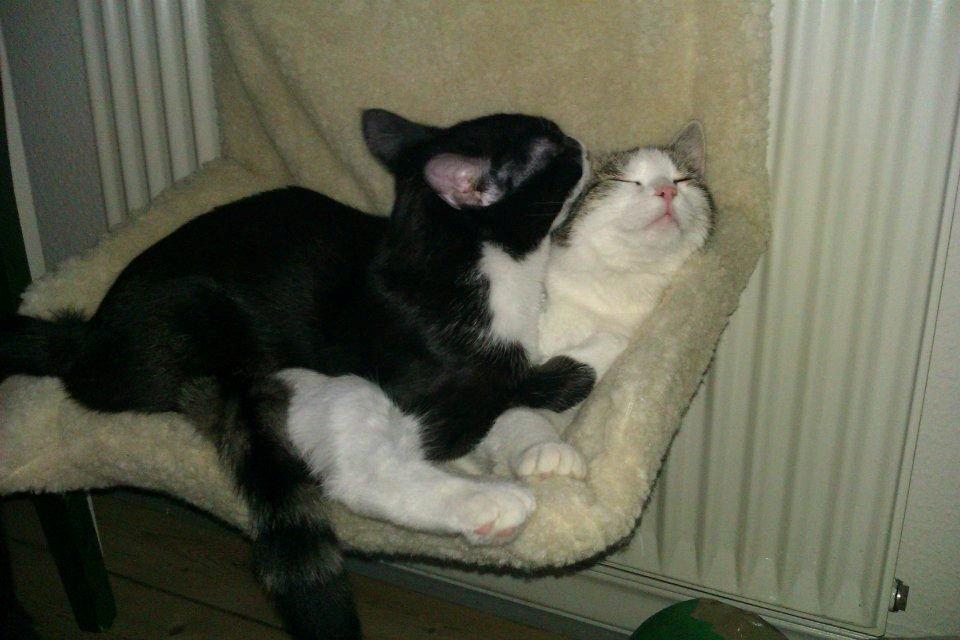 Best friends !  billede 3