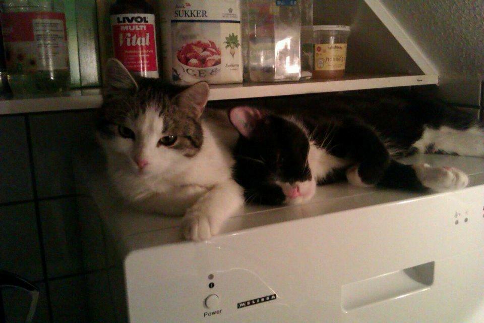 Best friends !  billede 4