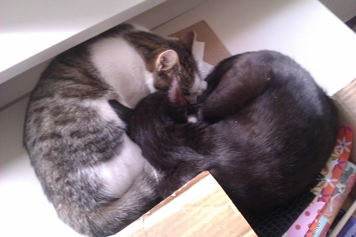 Best friends !  billede 5