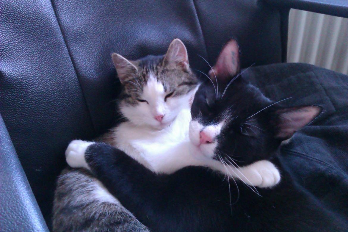 Best friends !  billede 1