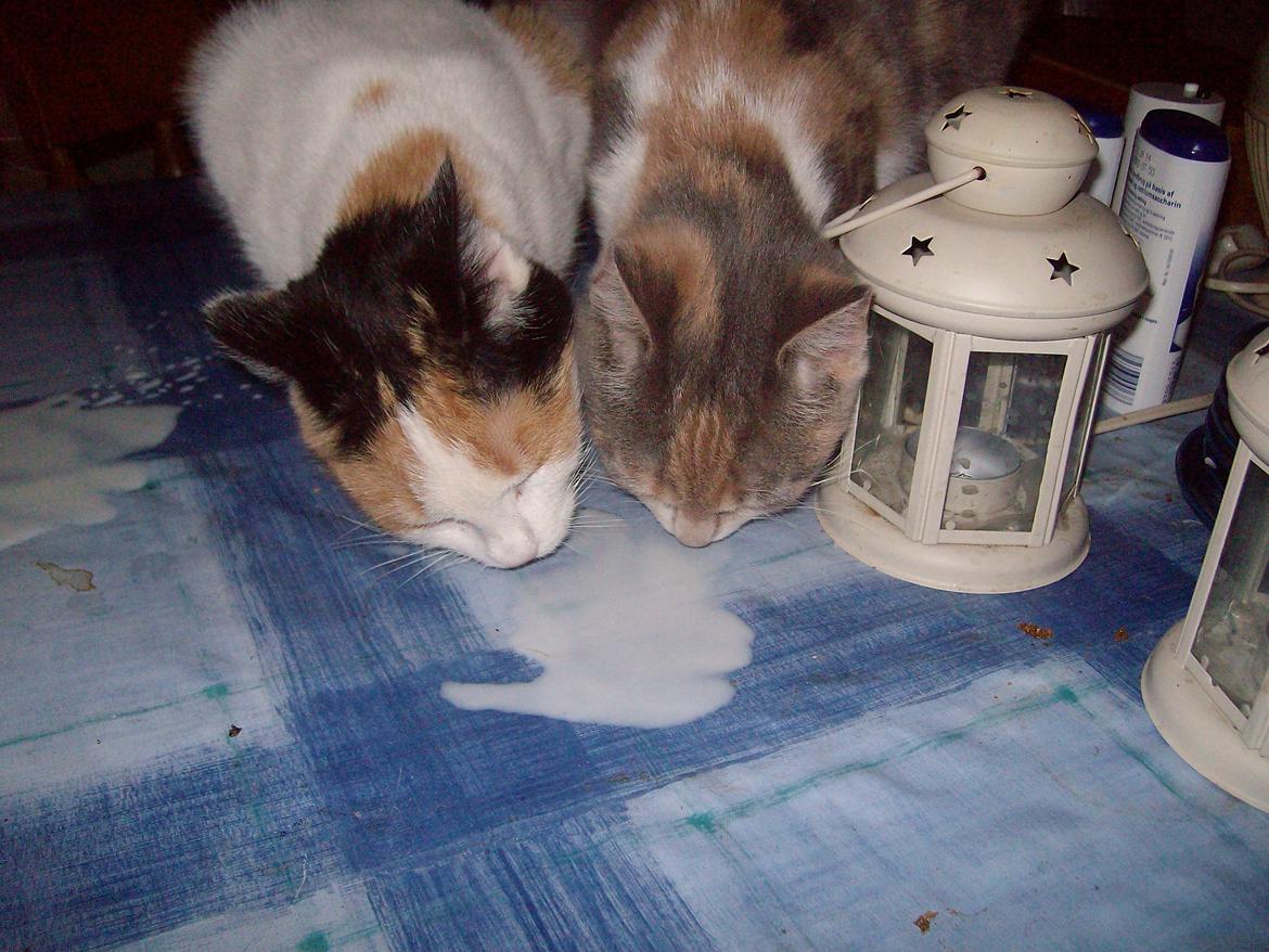 Vintergækker og Anemoner  billede 95