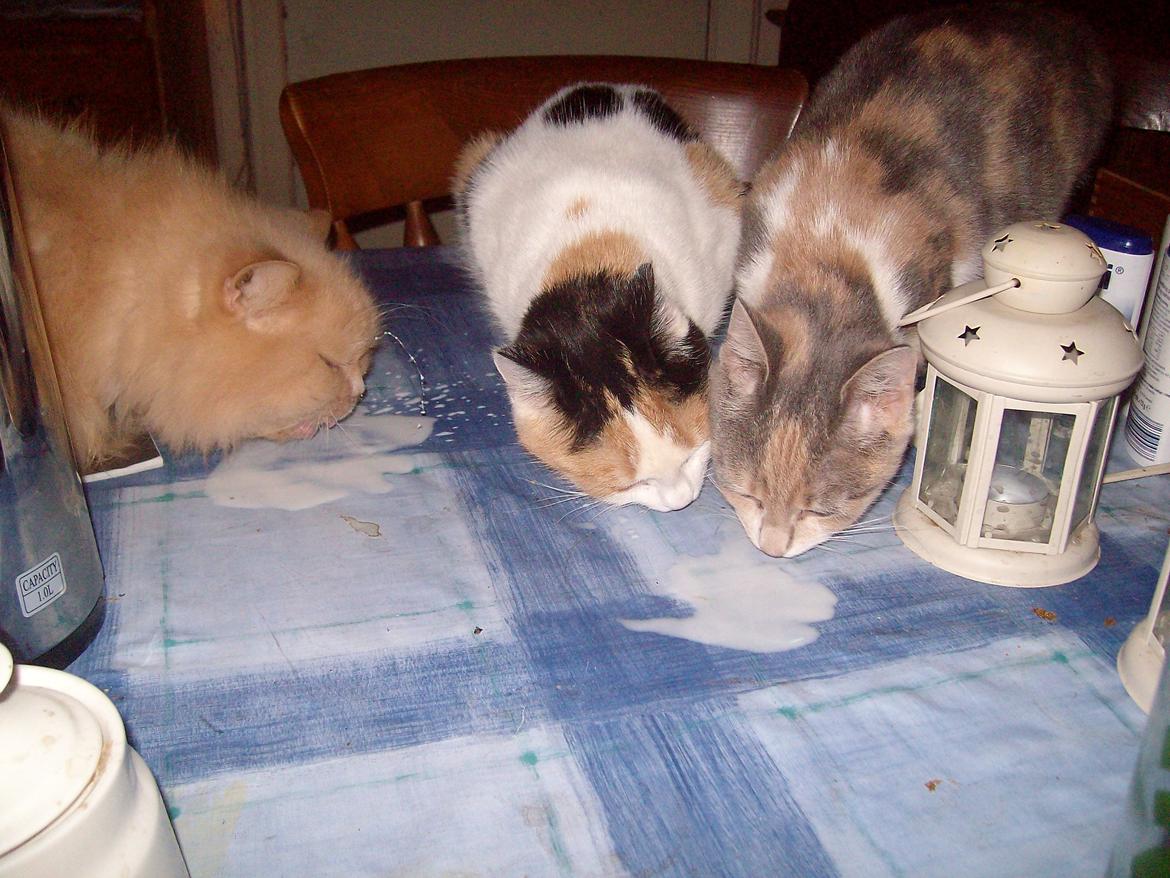 Vintergækker og Anemoner  billede 96