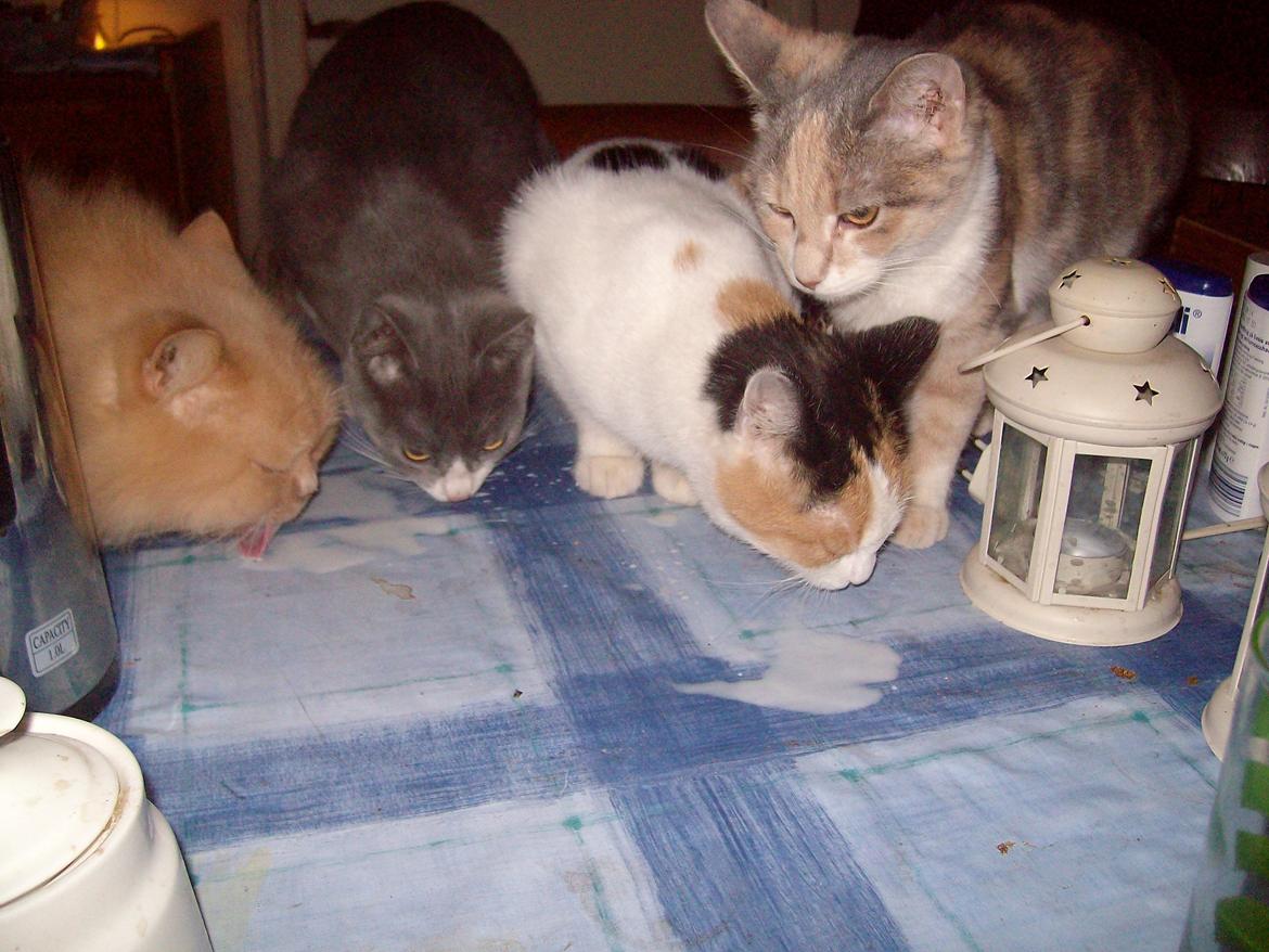 Vintergækker og Anemoner  billede 97