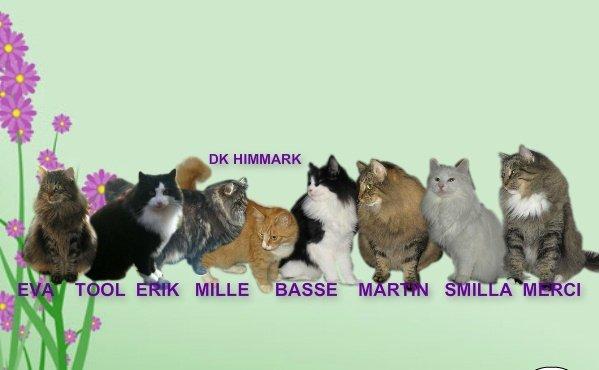 sjove billder jeg  lavet af vors killing   billede 44