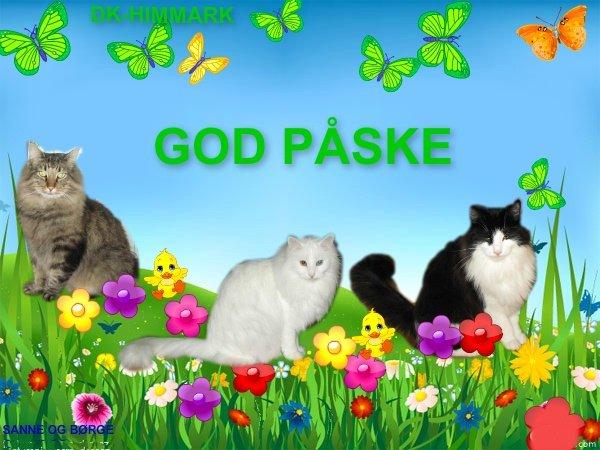 sjove billder jeg  lavet af vors killing   billede 52