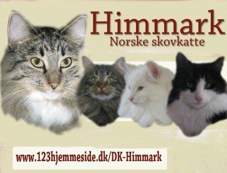 sjove billder jeg  lavet af vors killing   billede 48