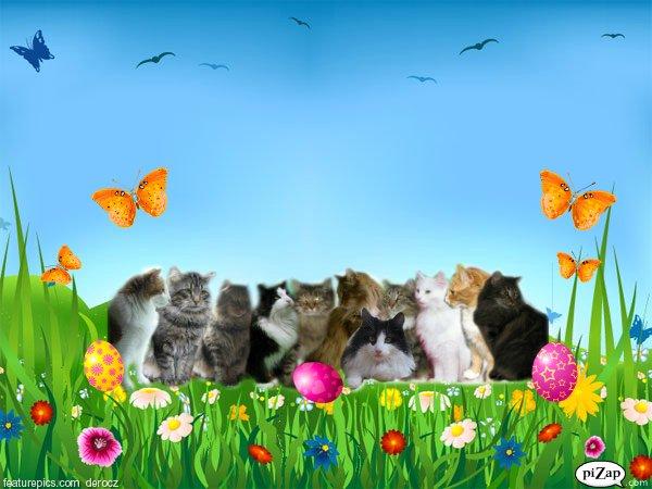 sjove billder jeg  lavet af vors killing   billede 49