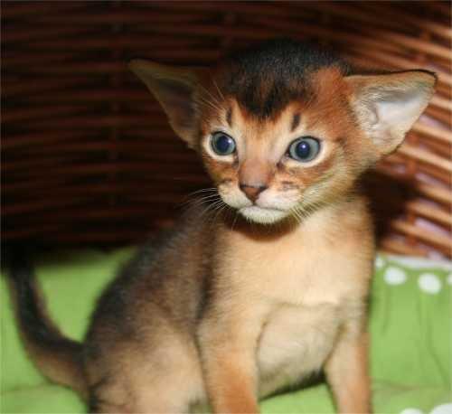 Abyssinier killinger - mums - dreng1  billede 1