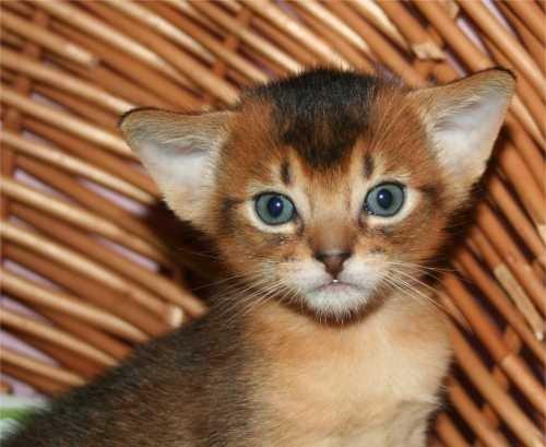 Abyssinier killinger - mums - dreng 2 billede 2