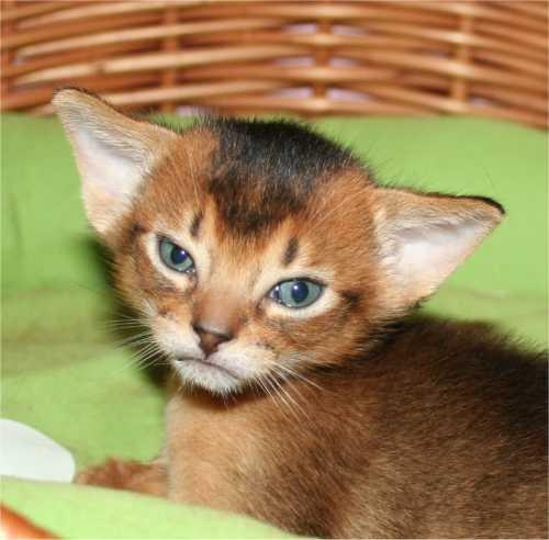Abyssinier killinger - mums - dreng 2 billede 3