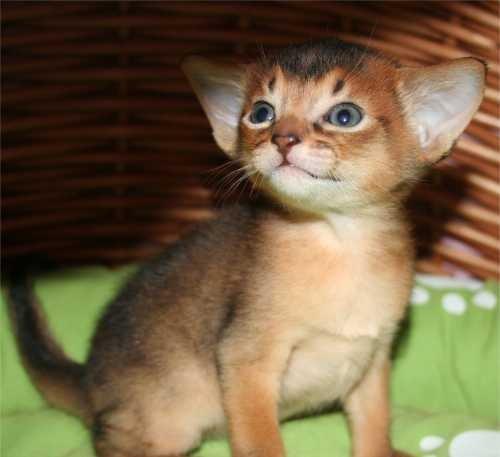 Abyssinier killinger - mums - dreng 1 billede 4