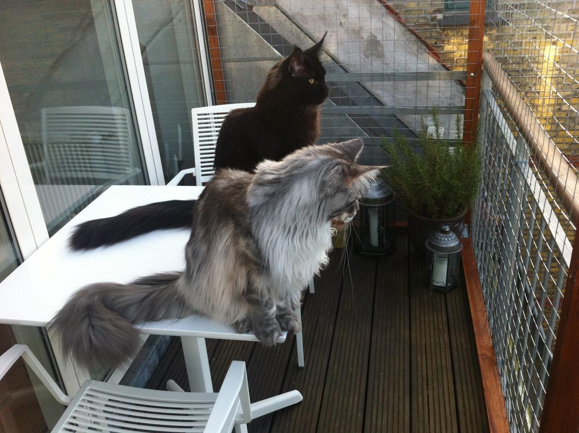 Indhegning af altan billede 3